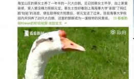 網(wǎng)紅大鵝,從田間到網(wǎng)絡(luò)，一只鵝的傳奇之旅