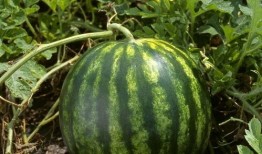 今日吃瓜熱門大瓜每日更新