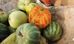 網(wǎng)紅大瓜搜索,一場娛樂圈的狂歡與揭秘