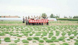 瓜瓜基地,綠色生態(tài)農(nóng)業(yè)的璀璨明珠