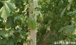 熱門(mén)大瓜,熱門(mén)大瓜背后的驚人真相