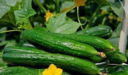 今日吃瓜熱門大瓜每日更新,緊跟熱門大瓜，揭秘娛樂圈最新動態(tài)