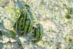 網紅大瓜在哪找,揭秘熱門事件背后的秘密聚集地