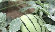 今日吃瓜熱門大瓜必看大瓜網紅,揭秘網紅大瓜，吃瓜群眾必看！