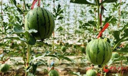 熱門大瓜熱心的朝陽爆料,朝陽爆料，明星隱私再掀波瀾