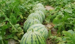 52每日大瓜視頻,揭秘娛樂圈幕后故事，帶你領略明星真實生活