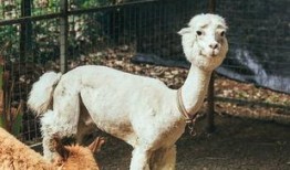 抖音網紅大鵝,萌態可掬，圈粉無數