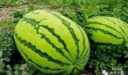 熱門大瓜往期內容