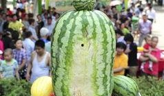 熱門大瓜每日大賽,揭秘娛樂圈最新爆料，大賽精彩瞬間回顧