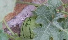 北京朝陽吃瓜 吃瓜網(wǎng)官網(wǎng),探尋吃瓜網(wǎng)官網(wǎng)，解鎖美食新天地