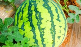 網紅熱瓜,揭秘網絡紅人的崛起與爭議