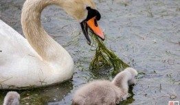 網(wǎng)紅大鵝,從田間到網(wǎng)絡(luò)，一只鵝的傳奇之旅