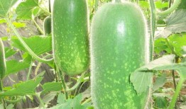 今日吃瓜熱門大瓜每日更新51,51期精彩內容速覽