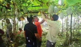 瓜瓜基地,綠色生態(tài)農(nóng)業(yè)的璀璨明珠