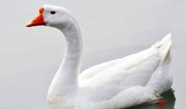 網(wǎng)紅大鵝,從田間到網(wǎng)絡(luò)，一只鵝的傳奇之旅