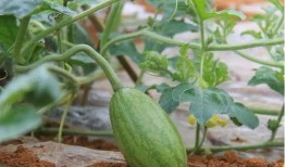 52每日大瓜視頻,揭秘娛樂圈幕后故事，帶你領(lǐng)略明星真實生活