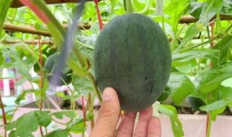 近期吃瓜視頻,近期熱門視頻盤點