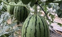 今日吃瓜熱門大瓜必看大瓜網(wǎng)紅