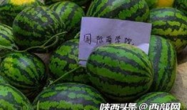 今日吃瓜,揭秘娛樂圈最新熱點事件