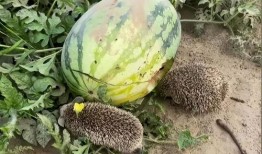 熱門大瓜熱心的朝陽爆料,朝陽爆料，明星隱私再掀波瀾