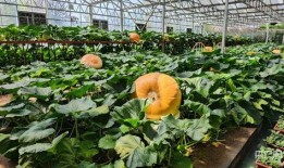 壽光網(wǎng)紅大瓜,一場(chǎng)網(wǎng)絡(luò)輿論的風(fēng)暴