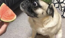 吃瓜表情包,揭秘網(wǎng)絡(luò)時代的幽默密碼