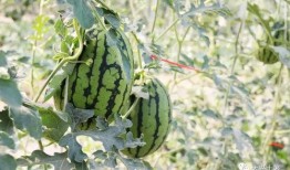 今日吃瓜熱門大瓜必看大瓜網紅,揭秘網紅大瓜，吃瓜群眾必看！