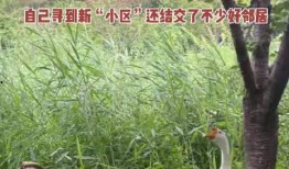 網紅大鵝,從田間到網絡，一只鵝的傳奇之旅