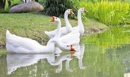 抖音網(wǎng)紅大鵝,萌態(tài)可掬，圈粉無(wú)數(shù)