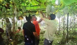 瓜瓜基地,綠色生態(tài)農(nóng)業(yè)的璀璨明珠