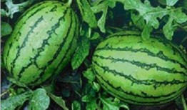 吃瓜網(wǎng)官網(wǎng)