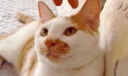 吃瓜視頻大全高清,高清盛宴，揭秘娛樂圈幕后故事