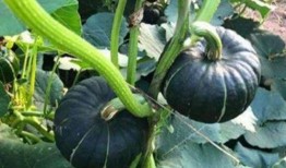 網紅大瓜在哪找,揭秘熱門事件背后的秘密聚集地