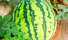 網紅熱瓜,揭秘網絡紅人的崛起與爭議