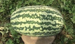 壽光網(wǎng)紅大瓜,一場(chǎng)網(wǎng)絡(luò)輿論的風(fēng)暴